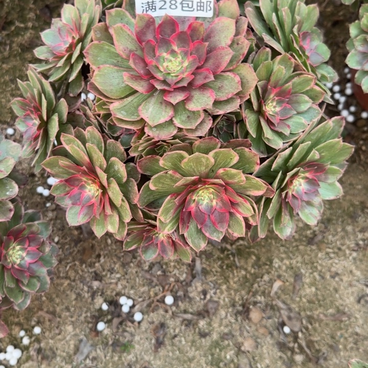 1148一号棚莲花座A