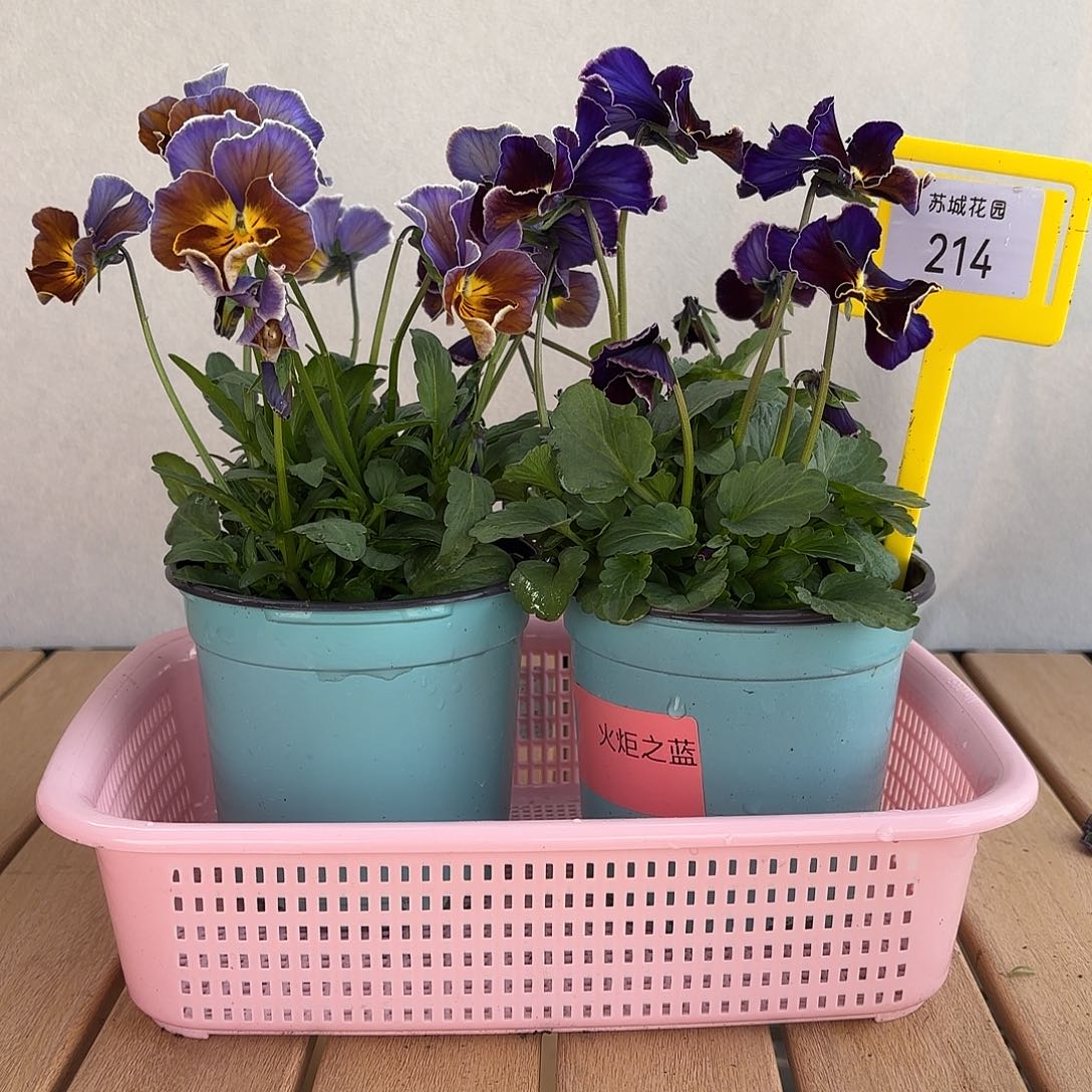 大部分开放少量花苞214