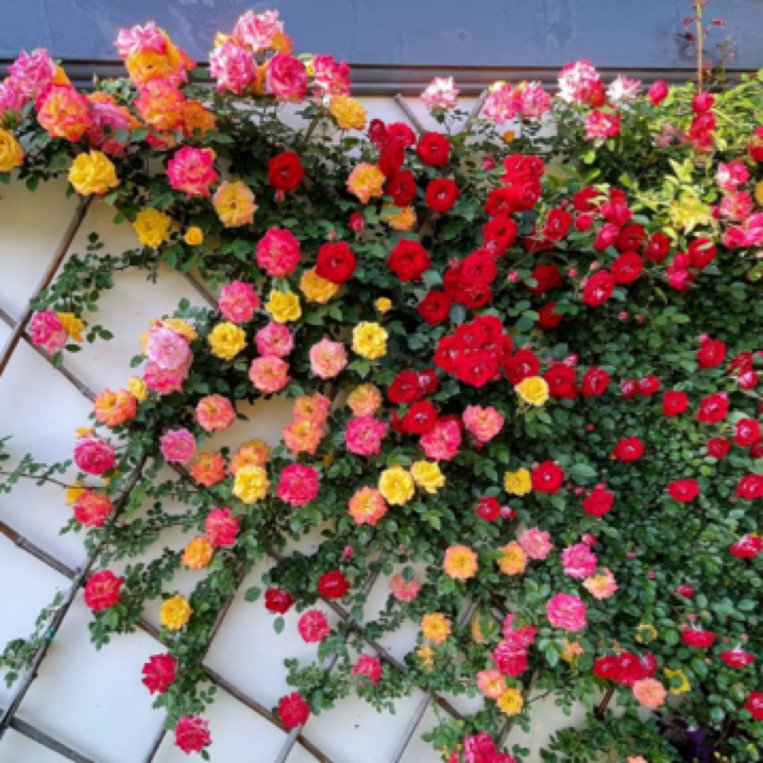 《顺丰包邮》藤彩虹多色爬藤月季地栽盆栽多季节开花好养