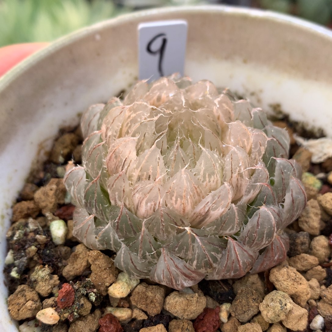 翠云玉露锦，带盆发货