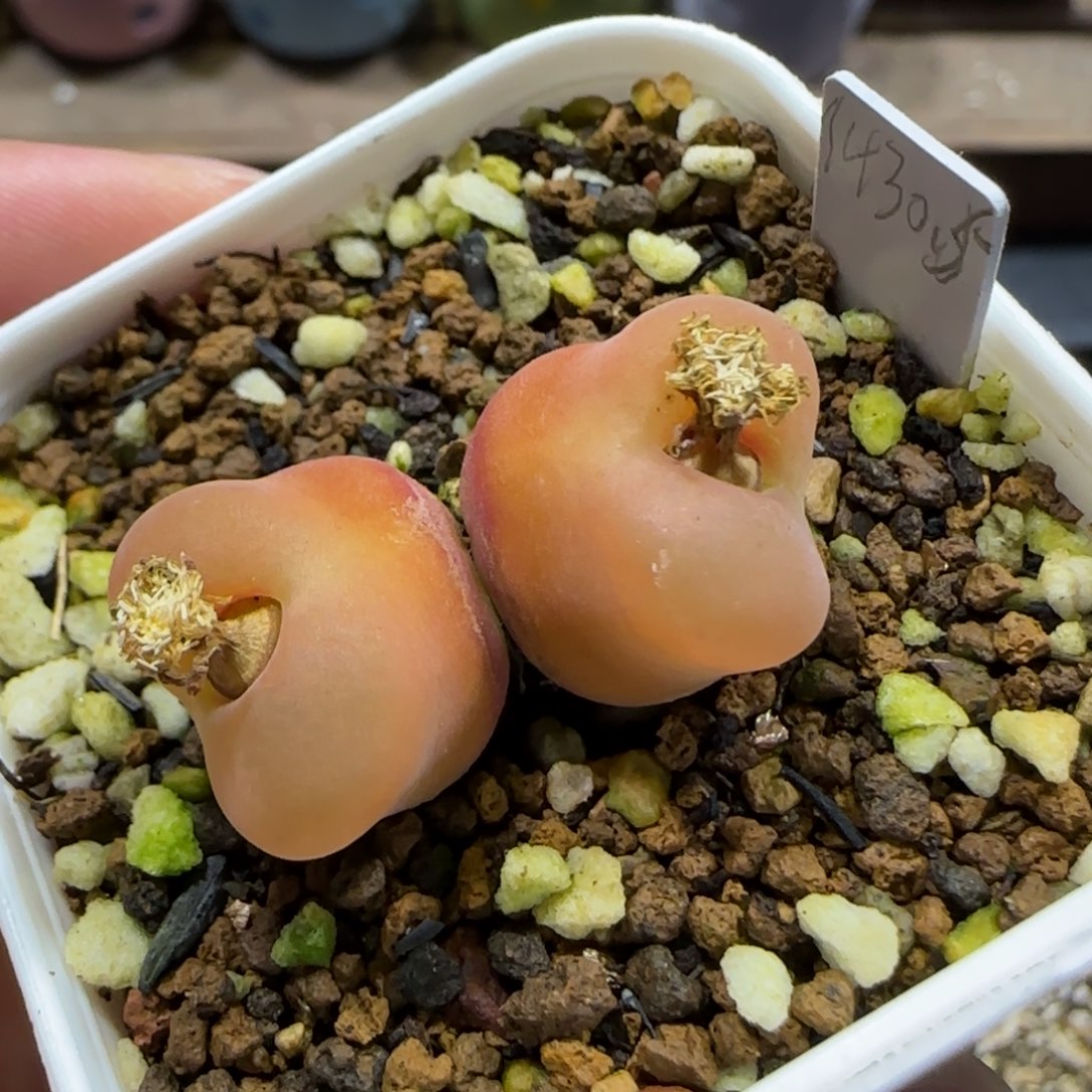 12.27。     水蜜桃。    2024