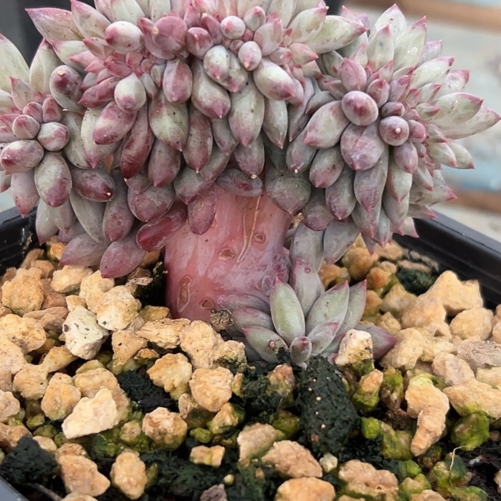 流沙虞美人缀特价