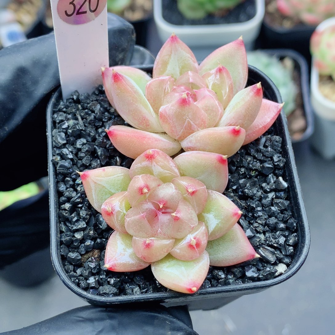 哈哈58包邮  群生不包整320