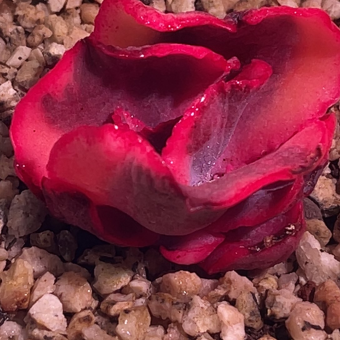 尚品园艺福利婚纱锦