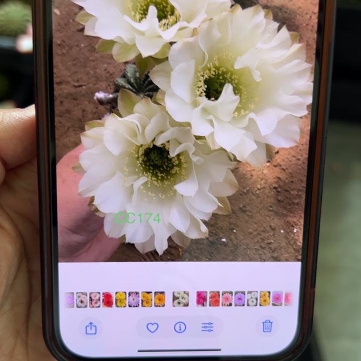 仙人球无根侧芽歪闹闹