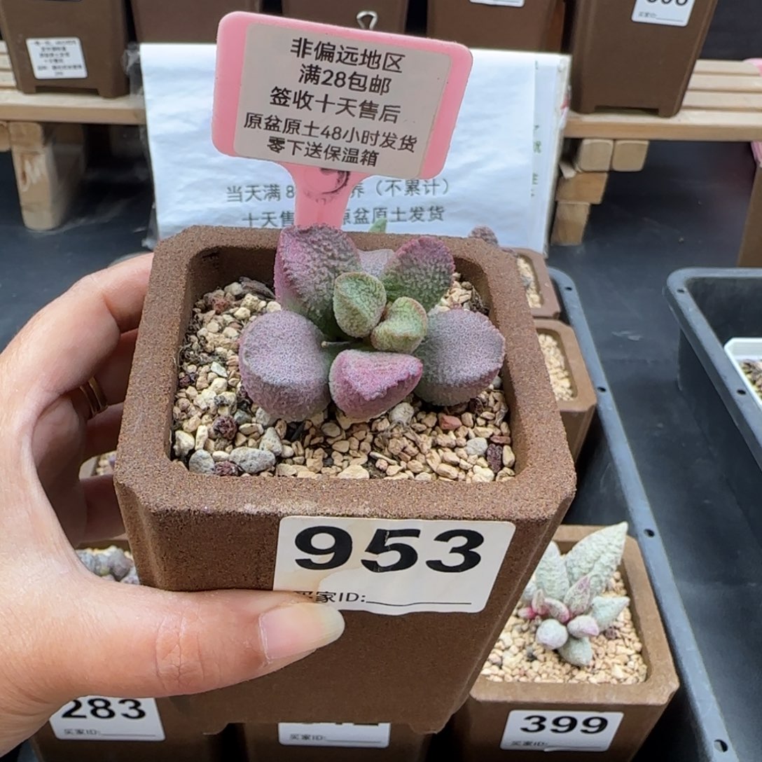 953赛猪肝多肉植物