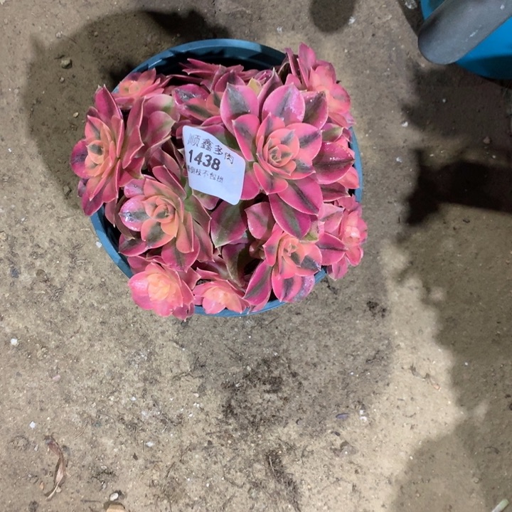 1438粉女巫多肉植物