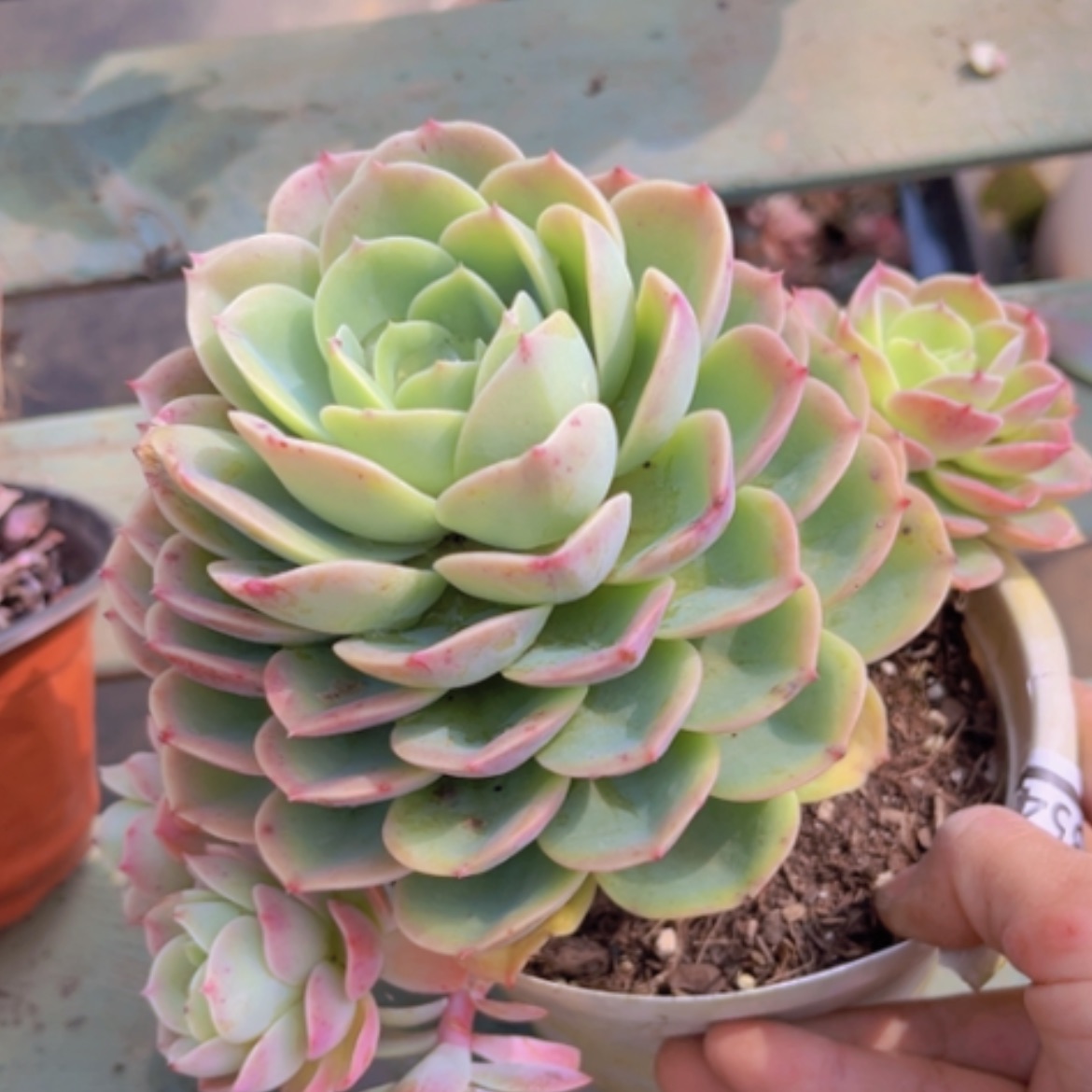 【闪购商品】哈密瓜1354