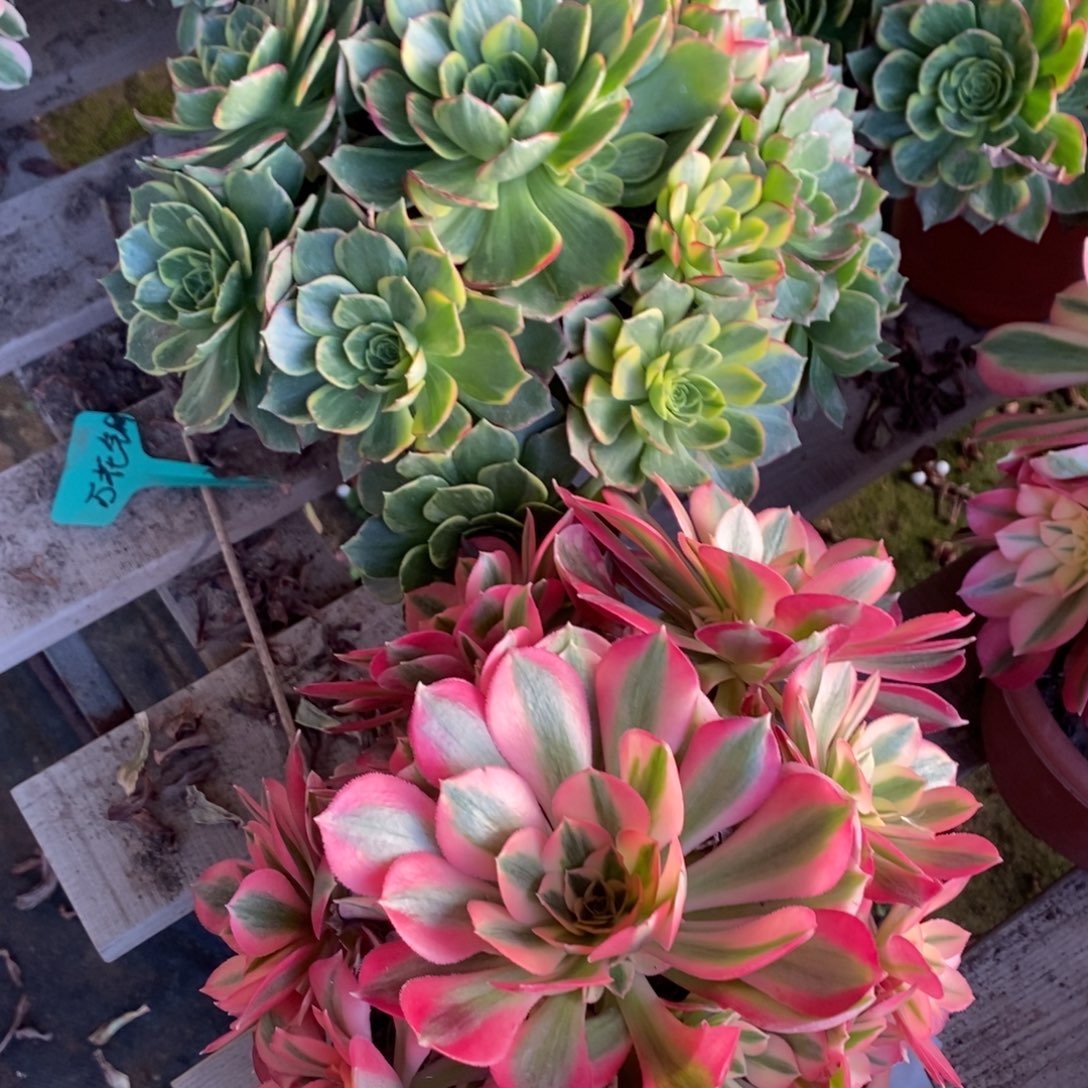 粉女巫花脸➕万花筒1颗多肉