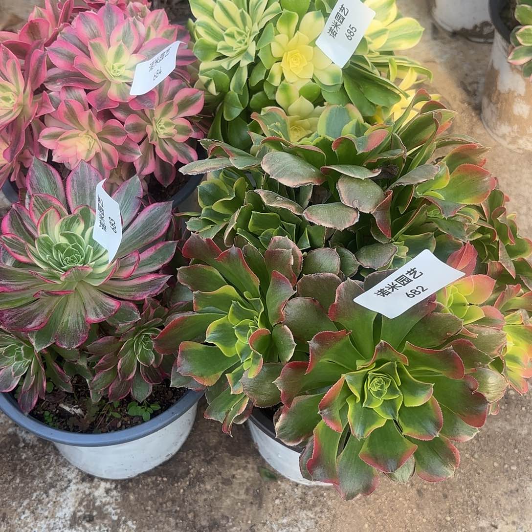 四颗多肉植物682-684