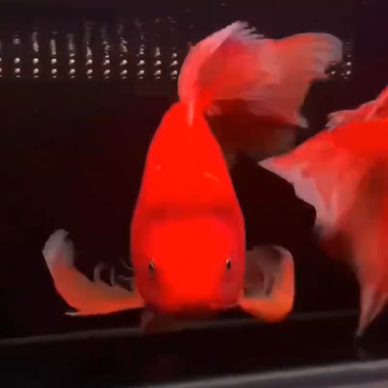 10-13精品胭脂红蝴蝶鲤好养自家渔场小型好养