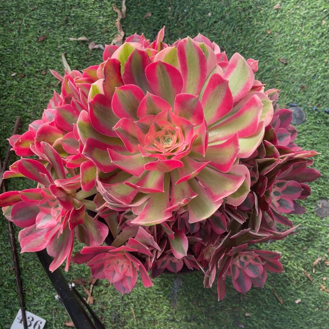 950精品法师粉女巫