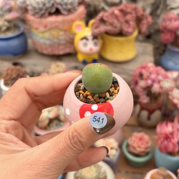 541 多肉含盆土 30元包邮 除偏远