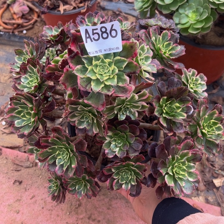 紫烟多肉小微瑕586.