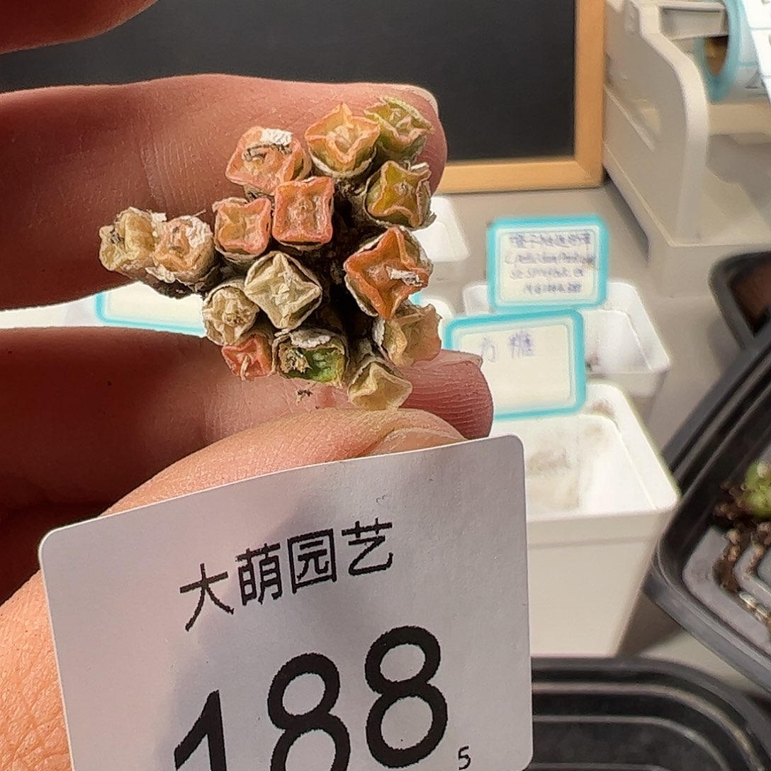 0000188 一物一拍……