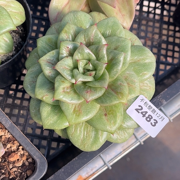 阿雅园艺。      2483玛丽亚