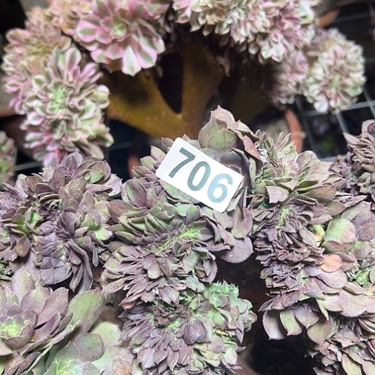 杀***N多肉植物一个微瑕万追706