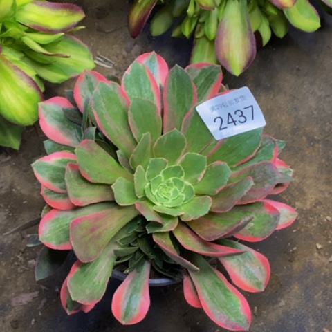 女妖多肉植物2437