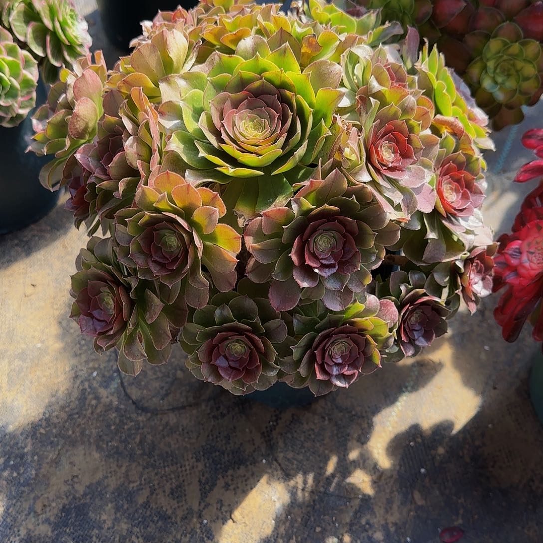 多肉植物红心万圣节老庄