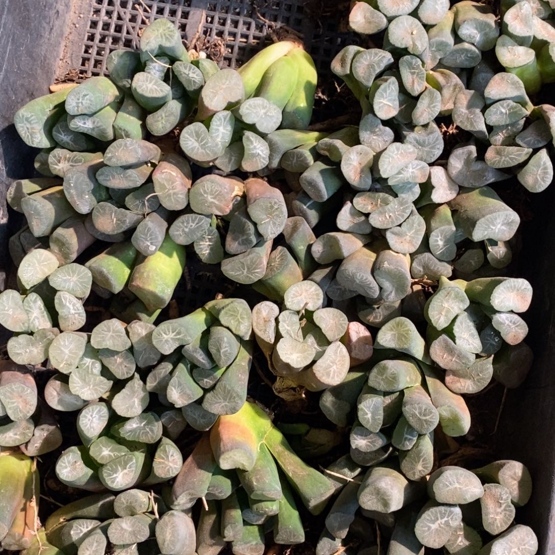 2402 一颗优选实生超大万象 多品种 大帅优选 双蛋福利