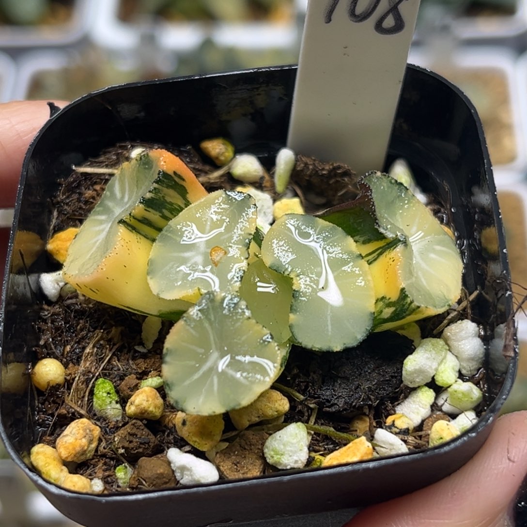 108大窗玉龙万象锦福利专场