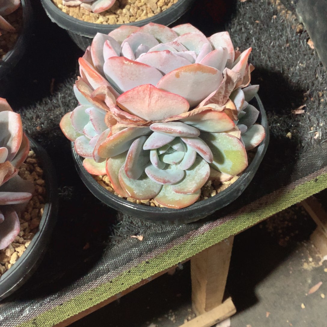 多肉植物奶茶群68