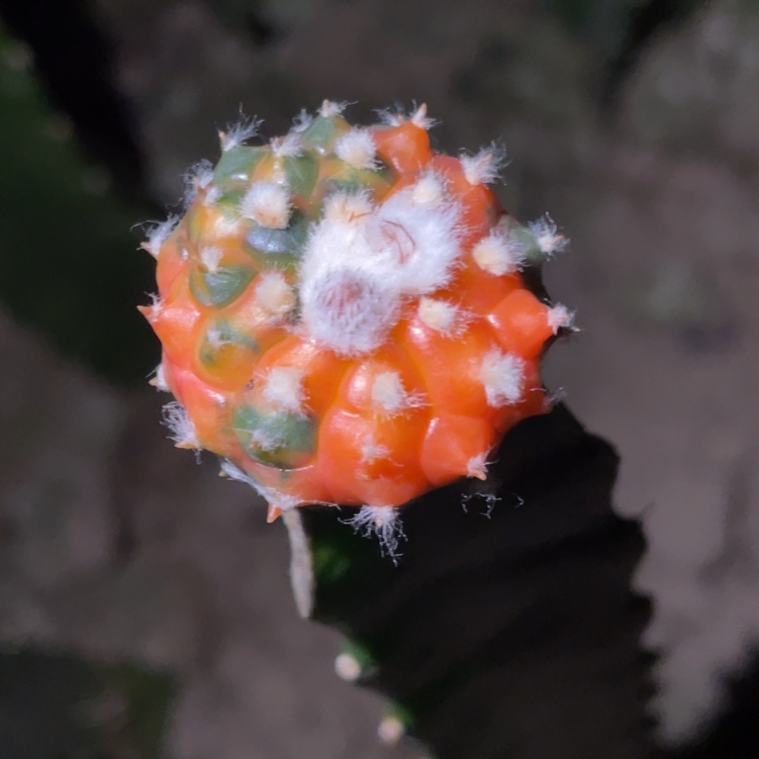 8***6无花朵兜锦 仙人球开花 仙人球