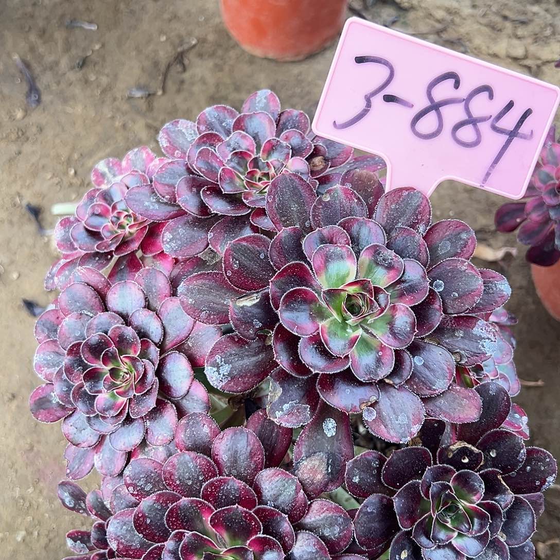 3-884丽娜多肉法师