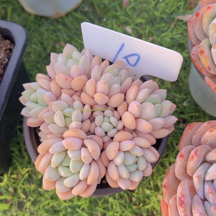 健健康康平平安安