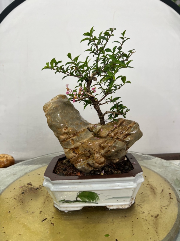 李氏樱桃附石盆景