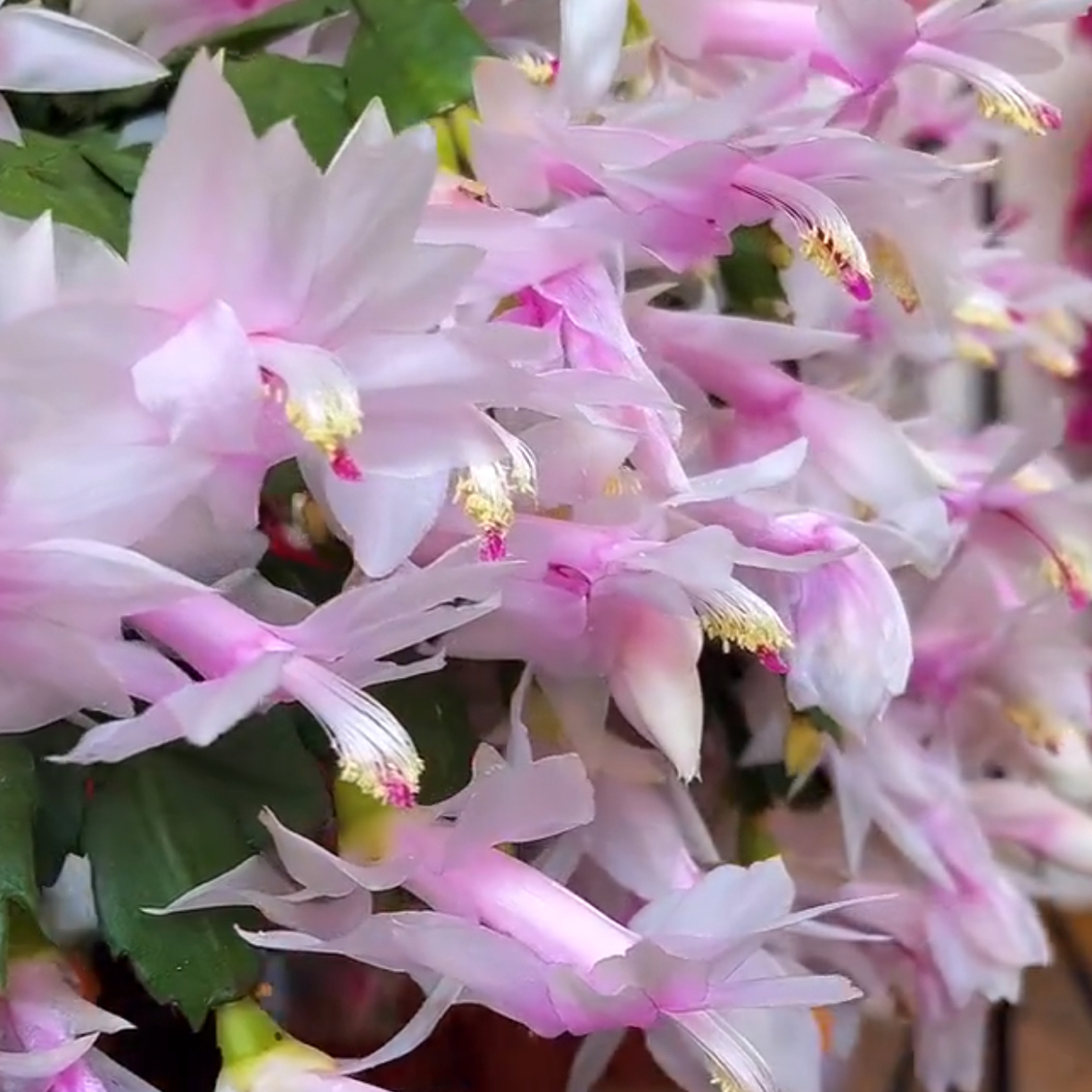 【嫁接白玛丽蟹爪兰】四季开花香味盆栽