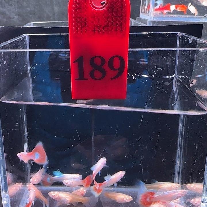 孔雀鱼189号20条鱼