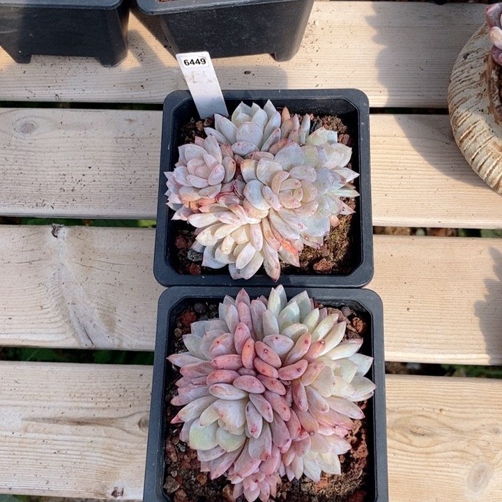 彩6449两颗一物一拍