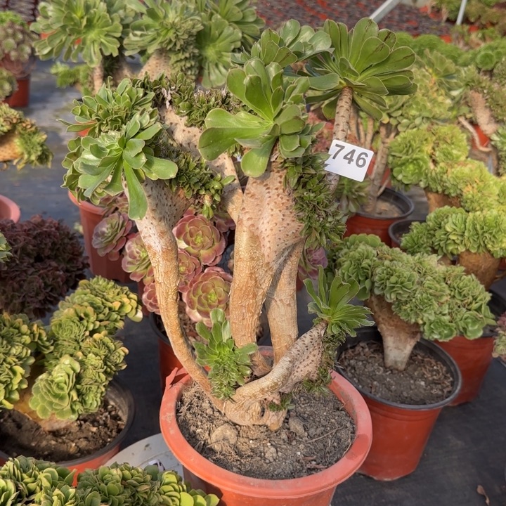 多肉植物原始绿746