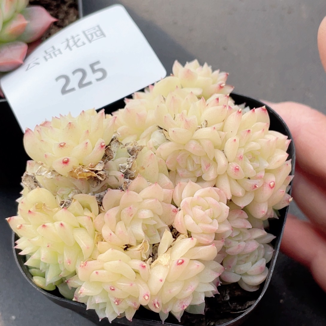 225号糖心冰心珍妮 不包整