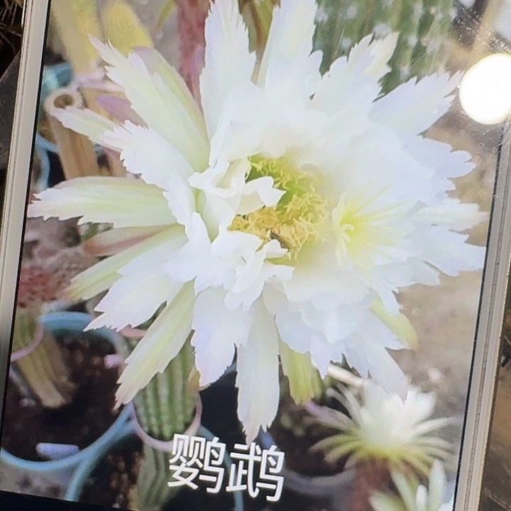 鹦鹉侧芽高8公分毛花柱