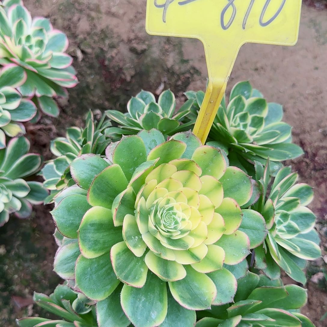 4-810+-+多头多肉植物海王多肉