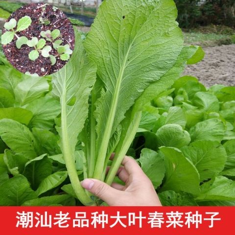 四季春菜大叶春菜种子老品种春芥菜种子庭院青菜种子菜籽蔬菜种子