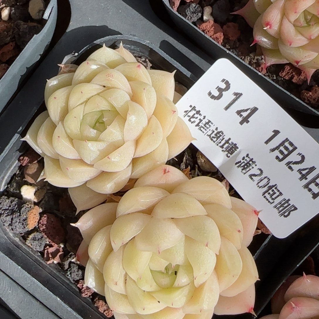 花语逸境0124-314