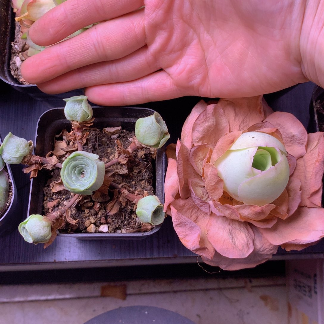 一物一拍组合福利512