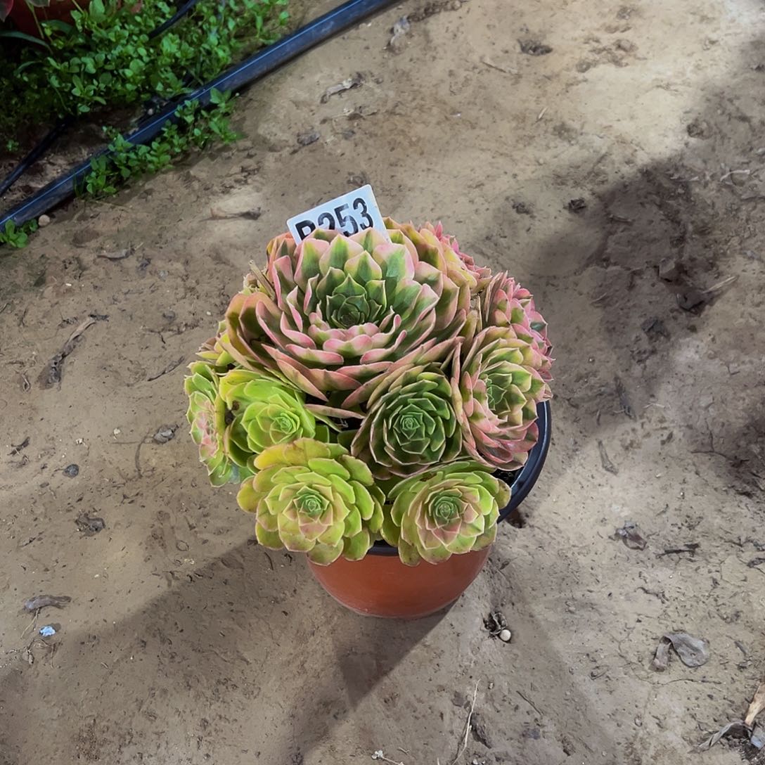 雨荷一物一拍253