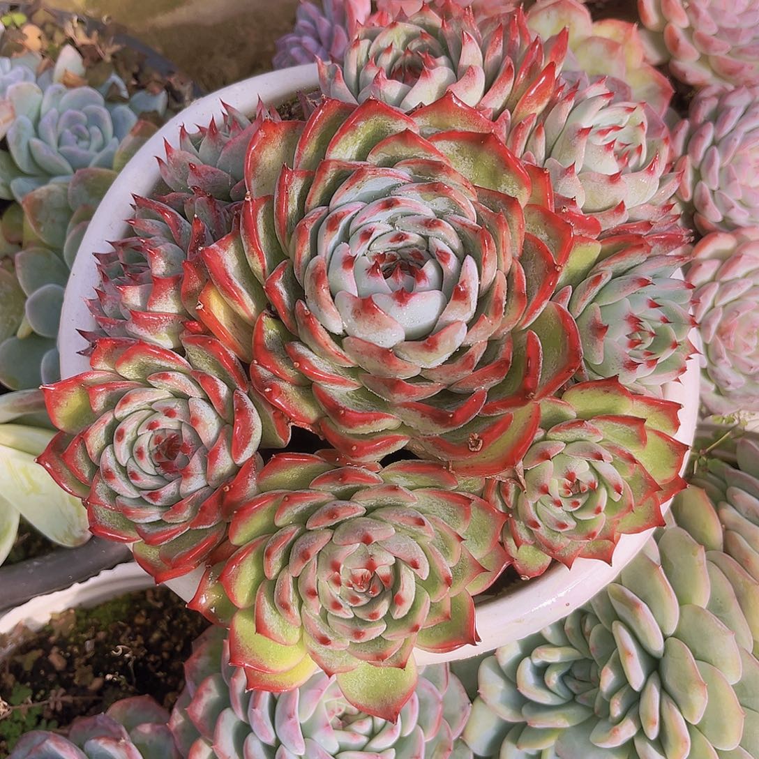 手捧20公分888899999