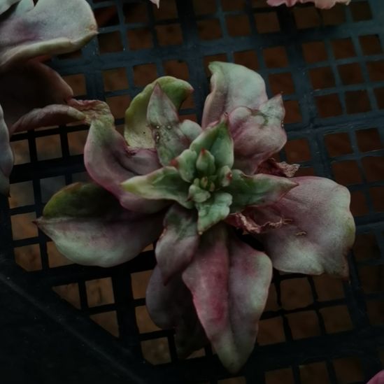 翠花超白锦东云家里的