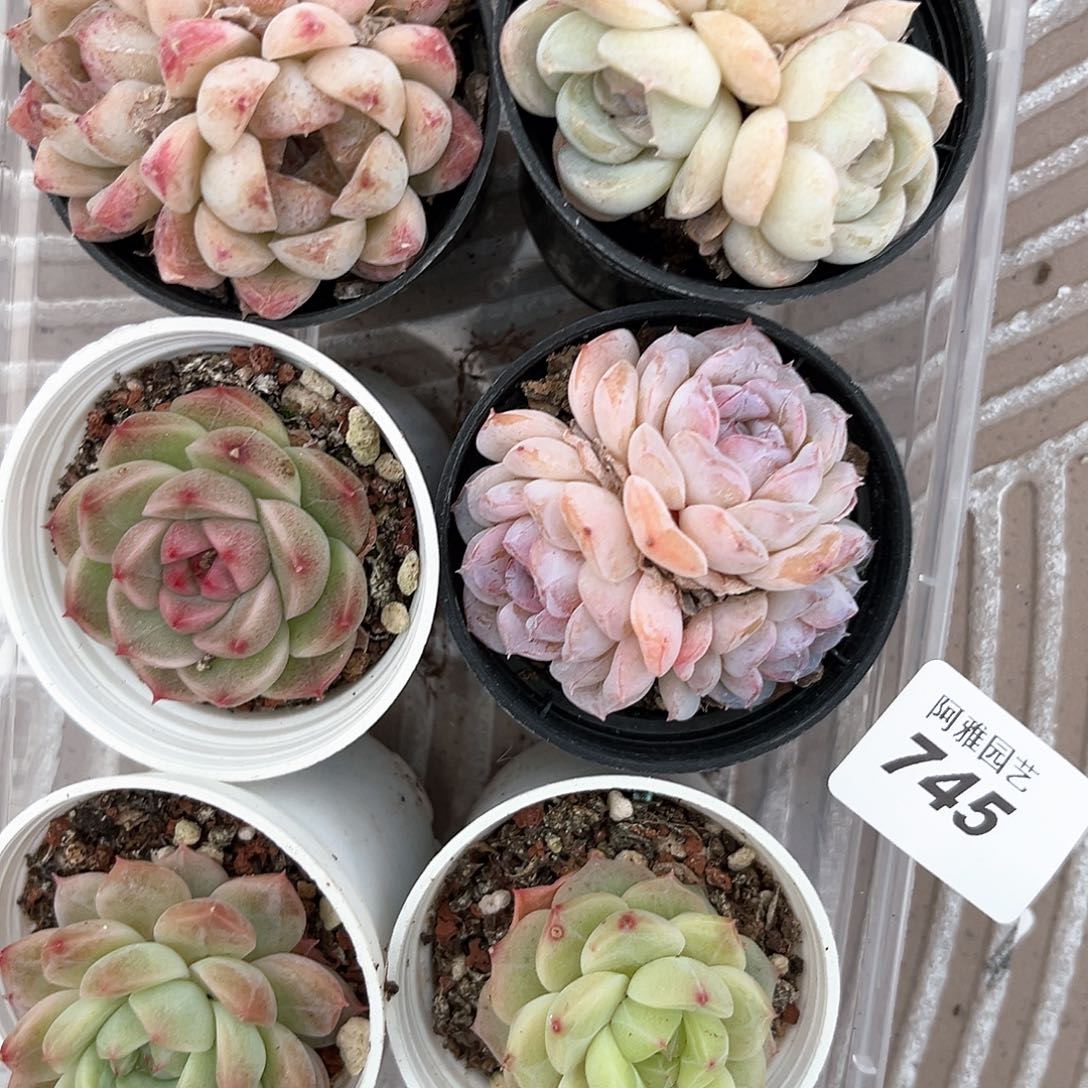 阿雅园艺。       745