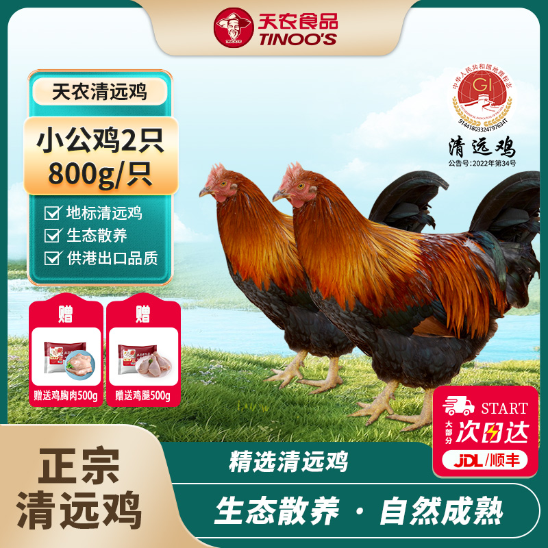 天农纯种清远鸡小公鸡山林散养单只1.6斤以上健康清蒸爆炒新鲜