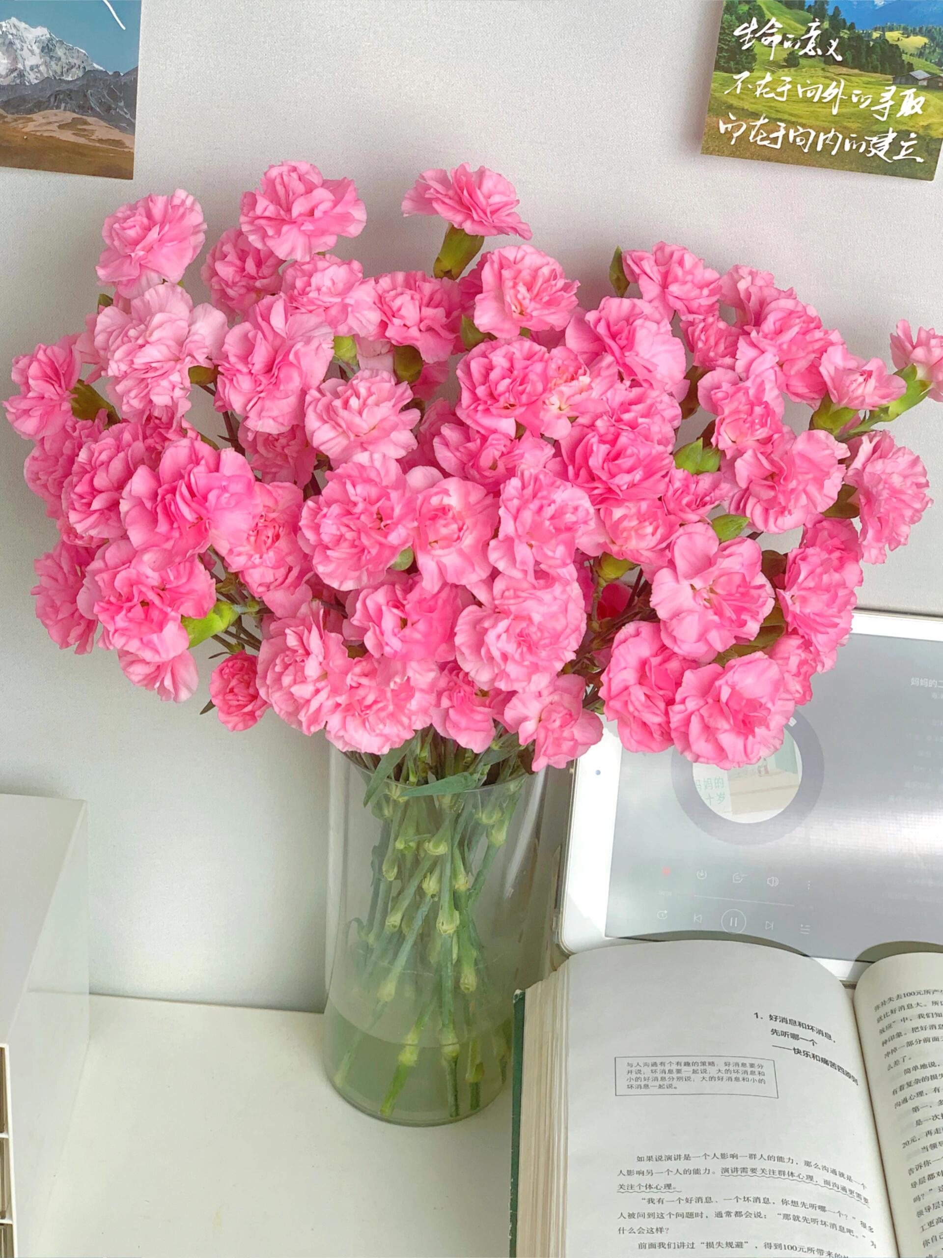 多头康乃馨 珍珠粉 云南鲜花基地现采直发