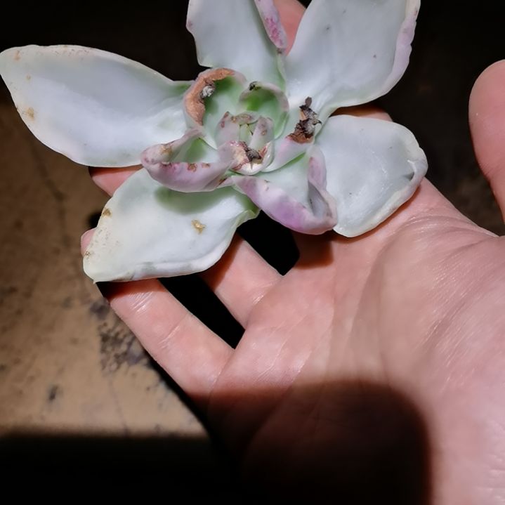 鲁贝拉白覆轮锦主头头盖刚冒须根