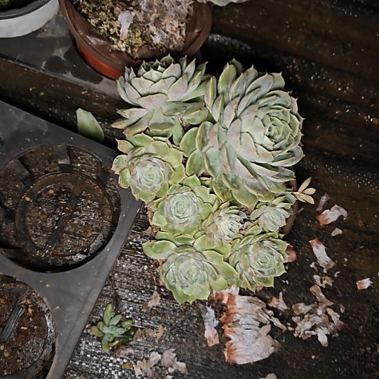 多肉植物昂斯洛闪购