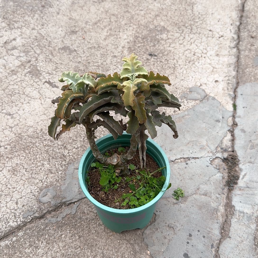 ****无花朵姬仙女之舞