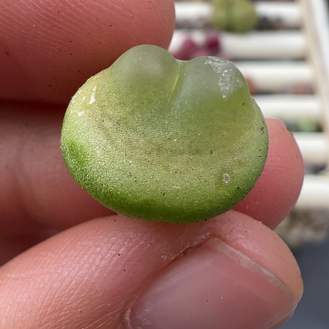 ****。1.2好看的多肉脱土发货